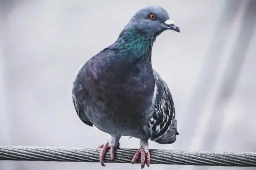 Inde : un pigeon relâché après avoir été accusé d'espionnage pour le compte de la Chine