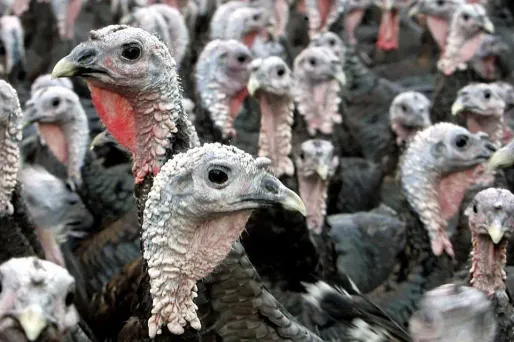 Un second foyer de grippe aviaire détecté dans un élevage de dindes du Morbihan