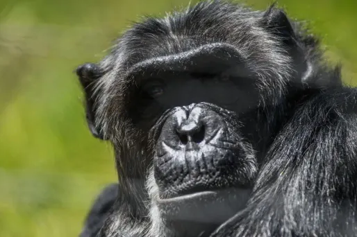 Un singe n'aurait pas assez du temps de l'Univers pour rivaliser avec Shakespeare