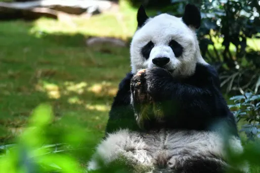 Allemagne : deux nouveaux pandas naissent au zoo de Berlin