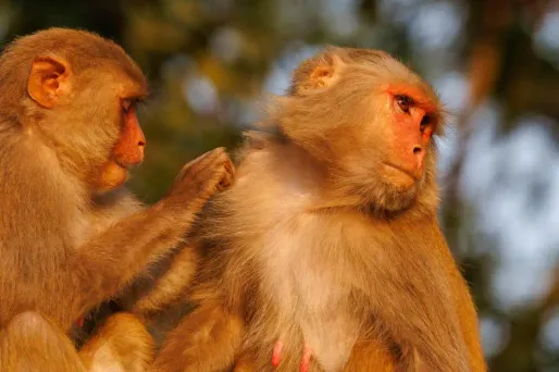 macaques rhésus