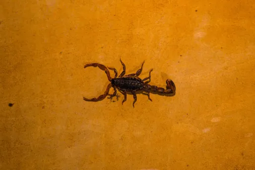 Un homme de 46 ans s'est fait piquer par un scorpion pendant un vol Dakar-Nantes.