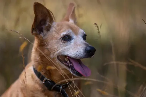 Chien, chat... Où peut-on laisser son animal de compagnie quand on part en vacances ?