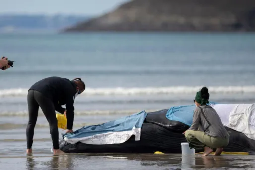 La baleine échouée sur une plage du Finistère est repartie en mer.