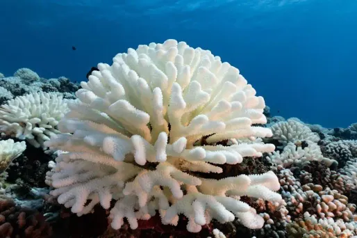 Australie : mortalité record du corail dans une partie de la Grande Barrière