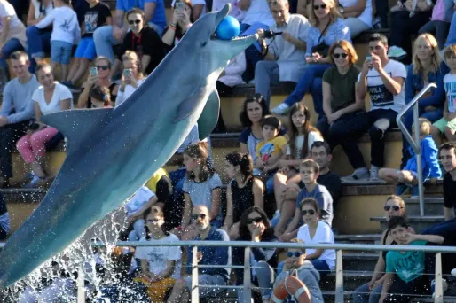 dauphin delphinarium