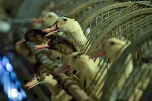 En France, 40 foyers supplémentaires de grippe aviaire ont été rapportés en quelques jours.