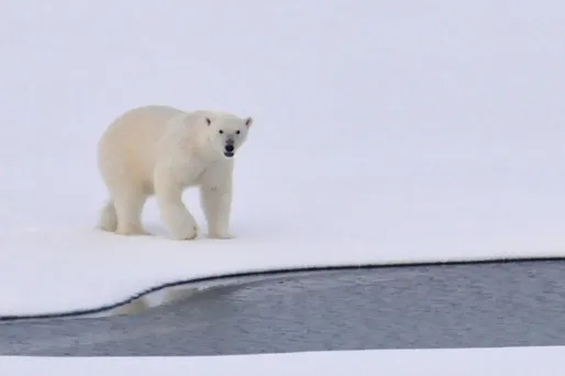 L'institut météo russe relève "une tendance stable vers une réduction de la glace recouvrant l'Arctique" (photo d'illustration).
