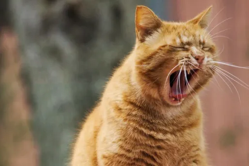 chat bailler fatigue