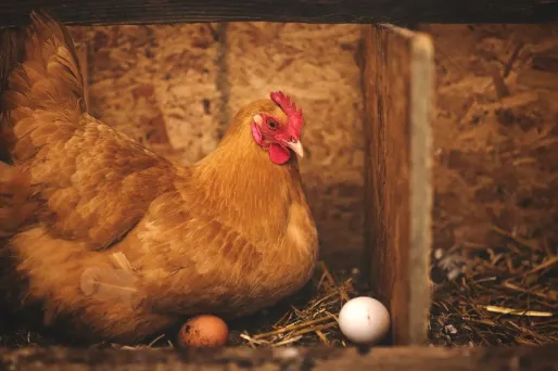 Testez vos connaissances sur l'histoire des naissances et des créations !