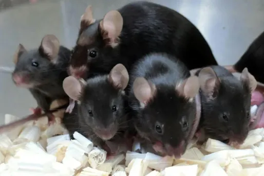 Après avoir passé près de six ans en orbite dans l'ISS, du sperme de souris lyophilisé a pu donner naissance à une tripotée de souriceaux en bonne santé.