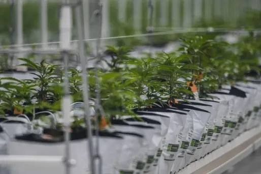 Cannabis médical Portugal