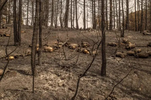 grèce eubée incendies