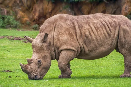 La femelle rhinocéros est morte noyée. Photo d'illustration.