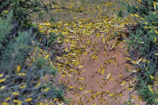 "Les criquets sont venus au Kenya fin décembre", témoigne Jean-Baptiste Heral.