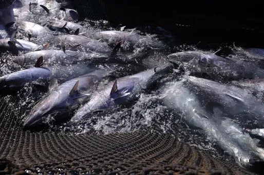 Seulement 25% de la consommation en France provient de la pêche française (photo d'illustration).