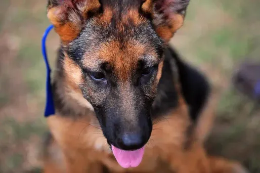 Des chiens vont apprendre à détecter les personnes atteintes du coronavirus.