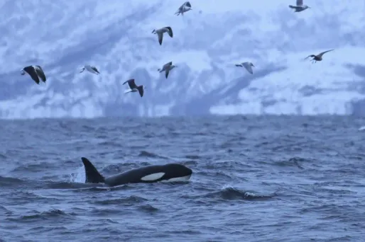 Dans "Curieux de nature", Allain Bougrain-Dubourg vous présente de merveilleux chants de baleines à bosse, d'orques et de cachalots.