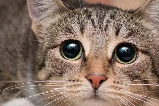 Le chat testé positif au coronavirus présentait des troubles respiratoires persistants, malgré un traitement prescrit par le vétérinaire. (Image d'illustration)