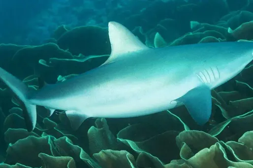 Une femme mordue par un requin au large de Bourail en Nouvelle-Calédonie