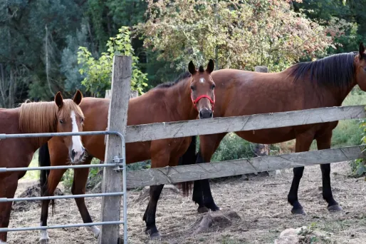 Plus de 200 enquêtes concernant des mutilations de chevaux ont été ouvertes.