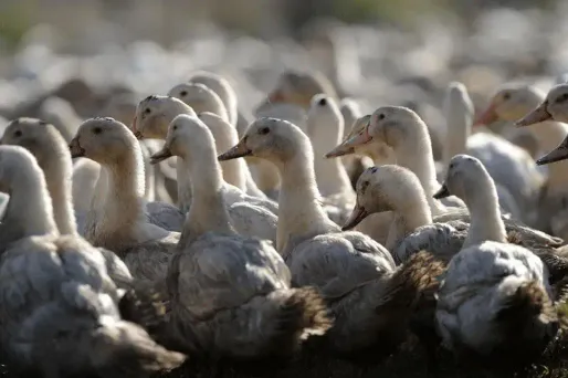 Grippe aviaire: un premier élevage français contaminé dans les Landes