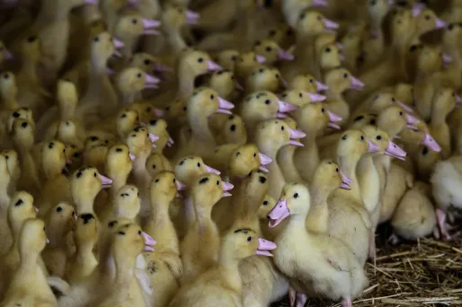 Des élevages de canards ont été touchés.