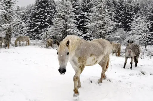 neige cheval