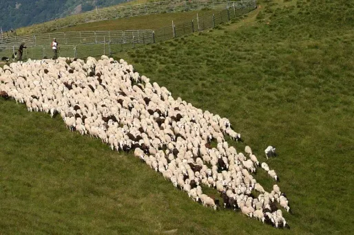 Le propriétaire de l'animal n'avait pas réussi à la ramener dans la vallée à l'automne. (photo d'illustration)