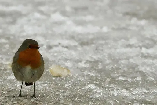 Le piégeage d'oiseaux à la glu est autorisé du 15 octobre au 15 décembre dans cinq départements. (Illustration)
