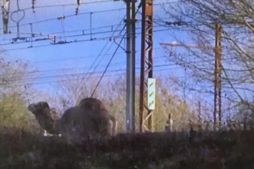 Jeudi matin, le trafic de la ligne R du transilien a été brièvement interrompu à cause de la présence d'un dromadaire sur les voies.