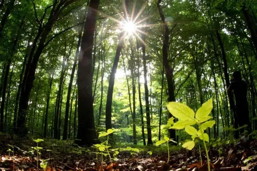 L'artificialisation des sols prive de plus en plus d'espèces de leur habitat naturel.