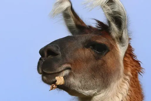 lama crédit : KARL-JOSEF HILDENBRAND / DPA / AFP - 1280