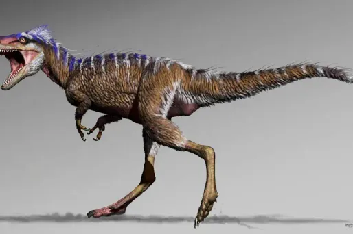 Le Moros mesurait 1m 20 et pesait 78 kg.