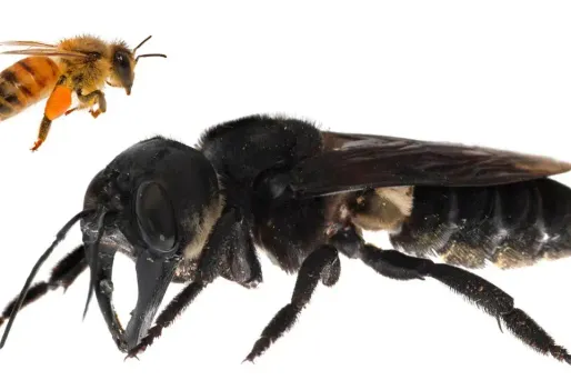 L'abeille de Wallace est quatre fois plus grande que l'abeille à miel.