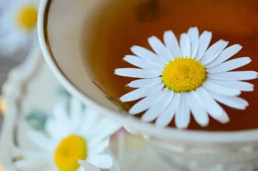 Camomille plantes phytothérapie