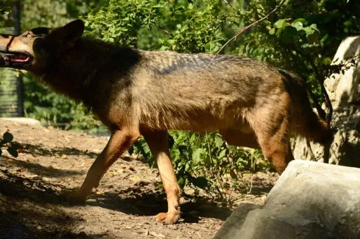 Jadis éradiqué en France, le loup est revenu naturellement au début des années 1990. (Photo d'illustration)