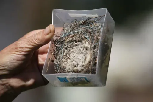 Les enseignants craignent que les salles de cours ne soient contaminées par des poussières d'amiante.