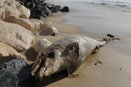 Depuis le 1er janvier, plus de 1.100 cadavres de dauphins se sont échoués sur les plages de la côte atlantique.