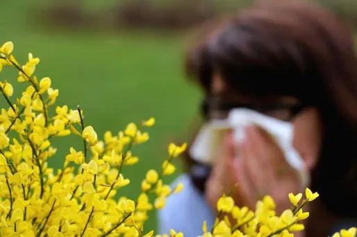 Trois départements seulement présentent un risque faible d'allergie.