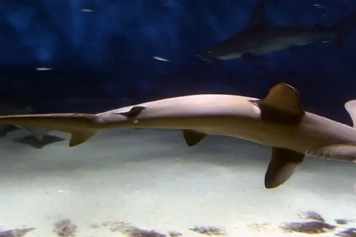 Requin-marteau, Pixabay, 1280