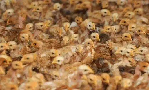 Le poulailler de 400 m² n'a pas résisté aux flammes.