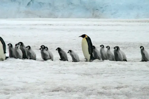 manchots empereurs, Pixabay