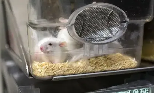 Des souris ont été filmées dans une chambre de l'établissement. Photo d'illustration.