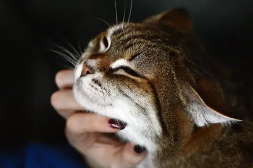 Les 14 chats qui sont encore dans le laboratoire vont être adoptés par des fonctionnaires.