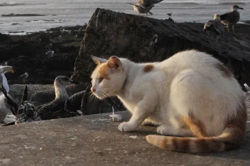 Un chat a été retrouvé une flèche dans le dos. (Photo d'illustration)