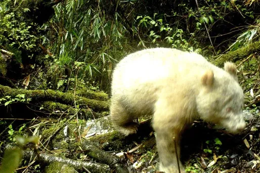 Panda albinos, Chine, HANDOUT / Wolong National Nature Reserve / AFP 1280