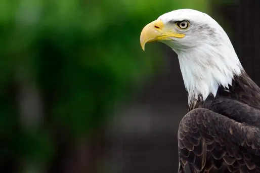 L'animal disparu depuis une dizaine de jours est un pygargue a tête blanche. Photo d'illustration.