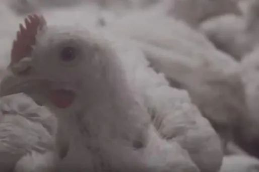 Poulets élevage intensif dans le Puy-de-Dôme (1280x640) Capture d'écran