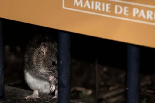 2.000 poubelles anti-rats débarquent à Paris dès lundi
